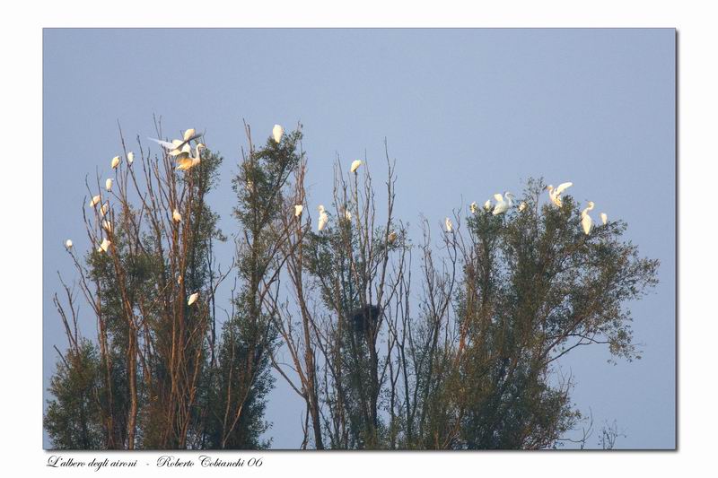pout pourri di ardeidi all''alba